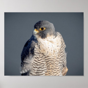 10x8 Peregrine Falcon entlang des Hudson River Poster