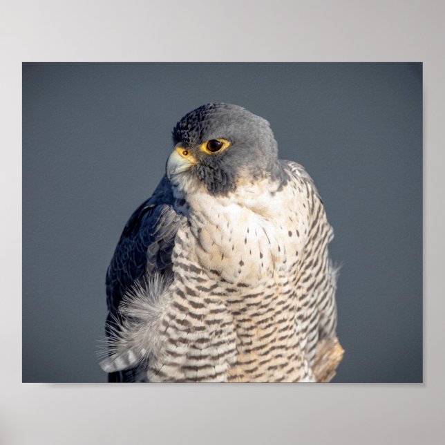 10x8 Peregrine Falcon entlang des Hudson River Poster (Vorne)