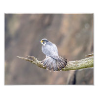 10x8 Peregrine Falcon im Palisades Interstate