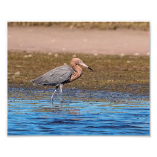 10x8 Rotweiße Egret am Nordstrand Fotodruck