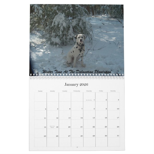 11-2008_02, der doppelte d-Dalmatiner… - Besonders Kalender (Jan 2026)