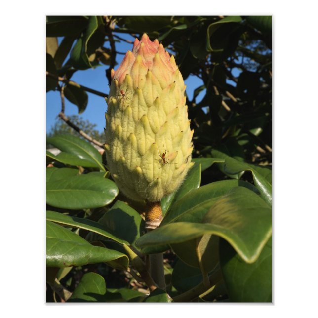 11" Magnolia Seed Pod Fotodruck (Vorne)