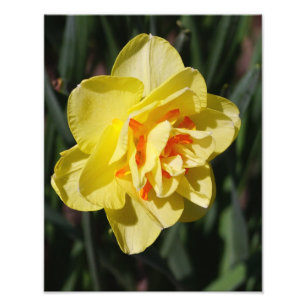 11"x14" affodil fotodruck