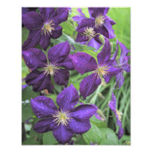 11 "x14" Lila Clematis