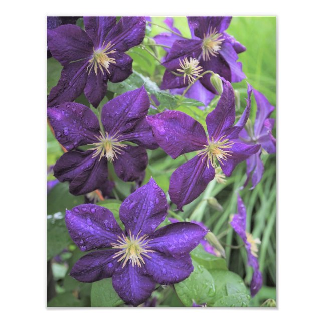 11 "x14" Lila Clematis Fotodruck (Vorne)