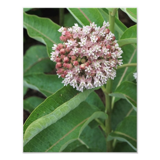 11"x14" Milkweed Fotodruck (Vorne)