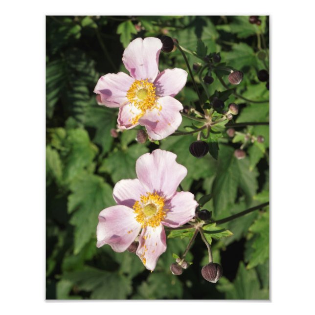 11"x14" rosa Anemonen Fotodruck (Vorne)