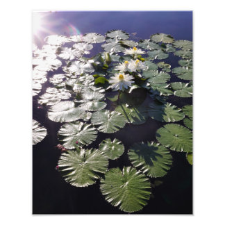 11"x14" Seerosen Fotodruck
