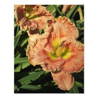 11"x14"-Taglilie Fotodruck