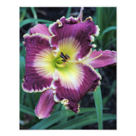 11"x14" Taglilie Fotodruck