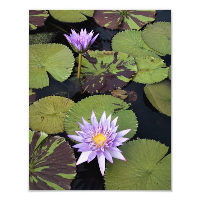 11"x14" Wasserlilien Fotodruck (Vorne)