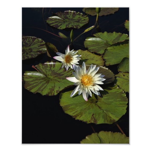 11"x14" Wasserlilien Fotodruck (Vorne)