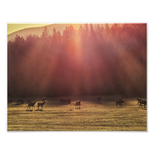11"x8.5" Foto Drucken Roter Dämmelchen