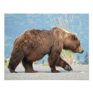 11" x 14" Foto des Grizzlybären