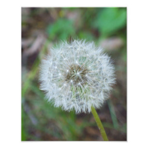 11" x 14" schöner Löwenzahn Fotodruck