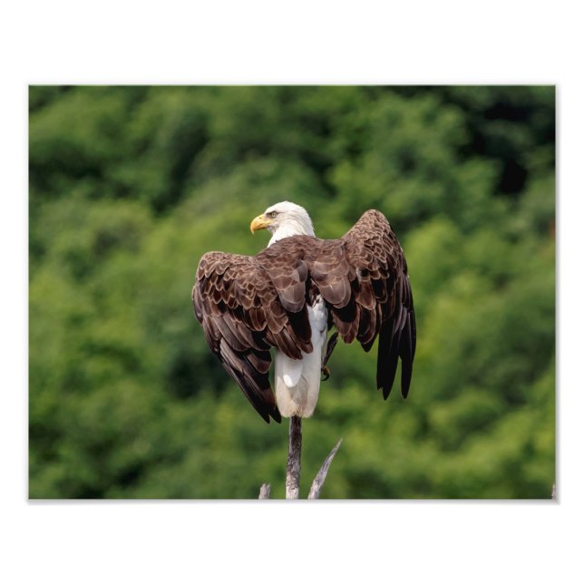 11x14 Bald-Adler auf einem Zweig Fotodruck (Vorne)