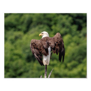 11x14 Bald Adler auf einer Zweigniederlassung Fotodruck