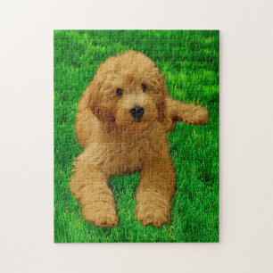 11x14 Das Goldendoodle rex