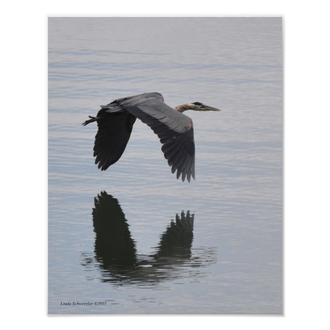 11X14 Great Blue Heron in Flight Fotodruck (Vorne)