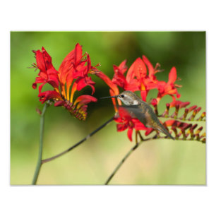 11X14 Hummingbird Lovers Freude Fotodruck