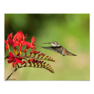11X14 Hummingbird Lovers Freude Fotodruck