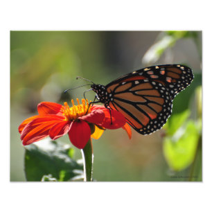 11X14 Monarchschmetterling auf der mexikanischen S Fotodruck