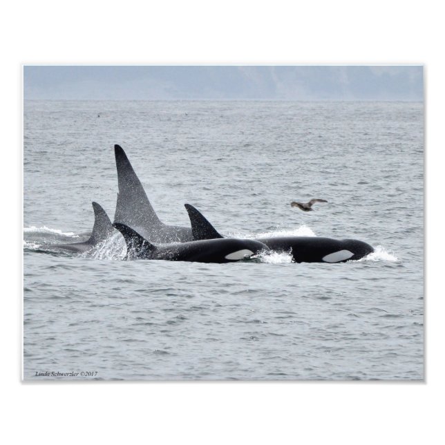 11X14 Orca Wale - Vier in Einheit mit einem Seagul Fotodruck (Vorne)