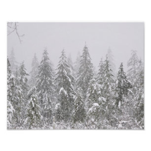 11X14 Schneefall auf Bäumen Fotodruck