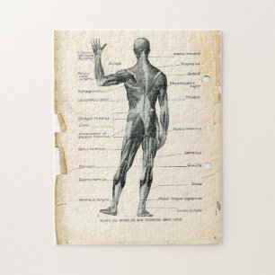 11x14 Vintage-Anatomiebuchseiten