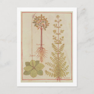 12322 f.180v Plantain, marjoram und mandrake, f Postkarte
