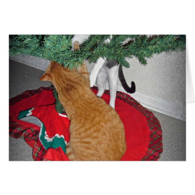 12 Cats a-Climbing (Vorderseite (Horizontal))