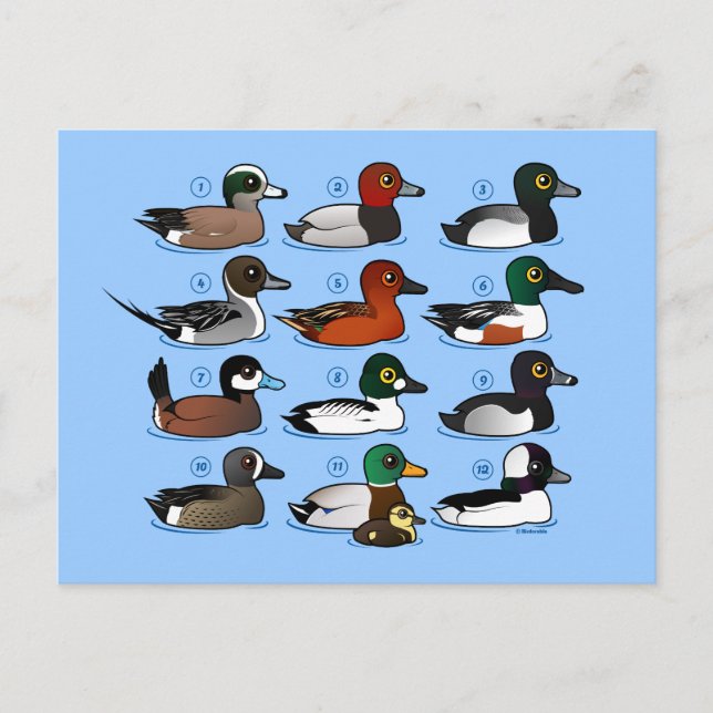12 Enten Postkarte (Vorderseite)