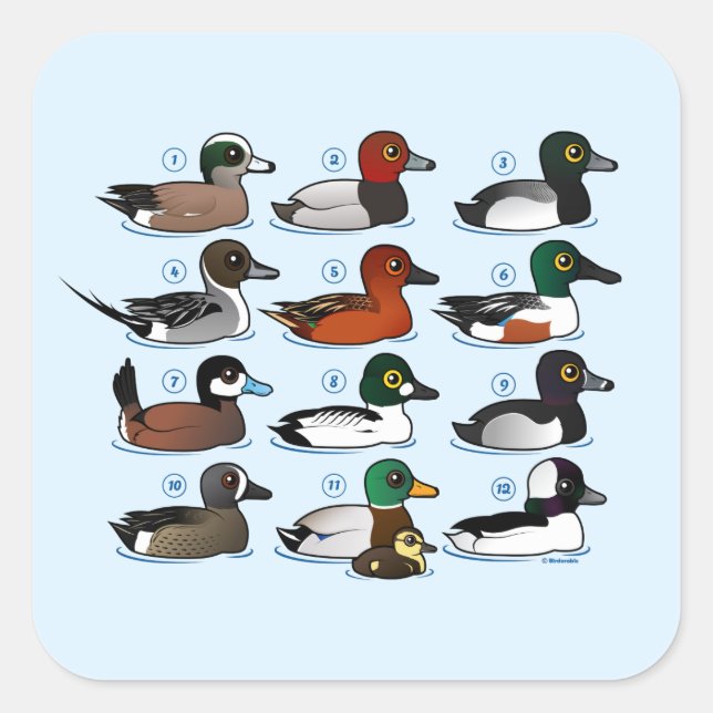 12 Enten Quadratischer Aufkleber (Vorderseite)