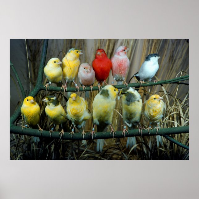 12 Kanarienvoegel, Kanarienvogel (Serinus canaria Poster (Vorne)