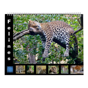 12 mois calendrier Felines