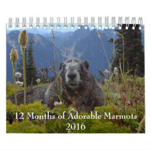 12 Monate Adorable Marmots 2016 Kalender