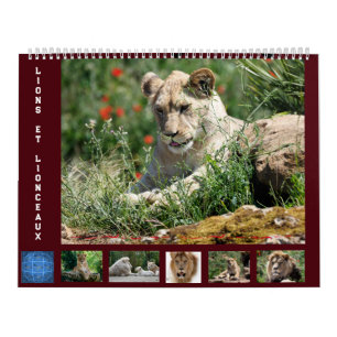12 Monate Kalender Löwenfamilie