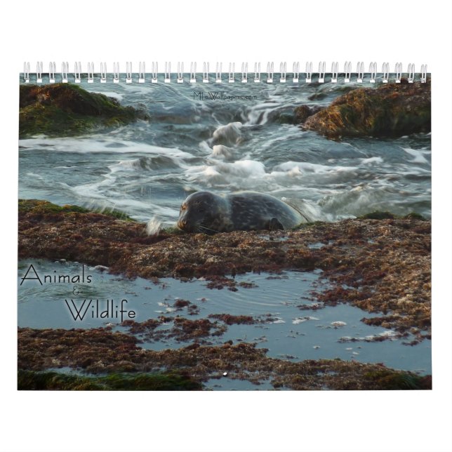 12 Monate Tierwelt und Wildtiere Edition 3 Kalender (Titelbild)