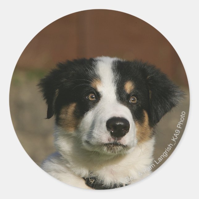 12 Wochen alter Border Collie Puppy-Headshot Runder Aufkleber (Vorderseite)
