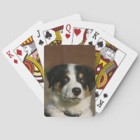 12 Wochen alter Border Collie Puppy-Headshot