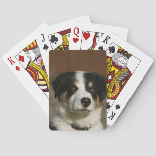 12 Wochen alter Border Collie Puppy-Headshot Spielkarten
