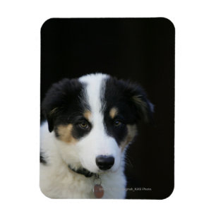 12 Wochen-alter Border-Collie-Welpe Magnet