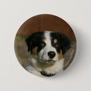 12 Wochen-alter Border-Collie-WelpeHeadshot Button
