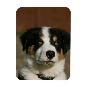 12 Wochen-alter Border-Collie-WelpeHeadshot Magnet