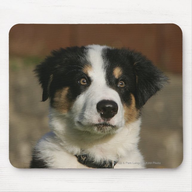 12 Wochen-alter Border-Collie-WelpeHeadshot Mousepad (Vorne)