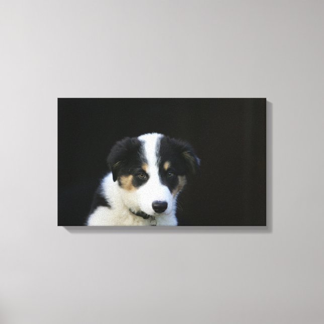 12 Wochen altes Grenz-Collie-Welpe Leinwanddruck (Vorderseite)