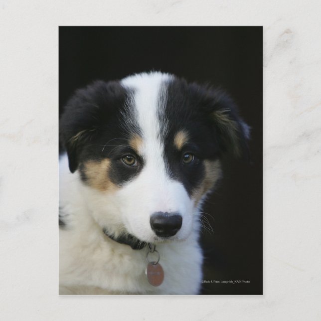 12 Wochen altes Grenz-Collie-Welpe Postkarte (Vorderseite)