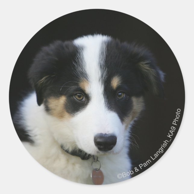12 Wochen altes Grenz-Collie-Welpe Runder Aufkleber (Vorderseite)