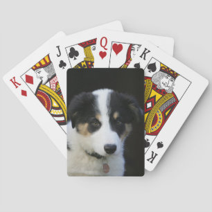 12 Wochen altes Grenz-Collie-Welpe Spielkarten