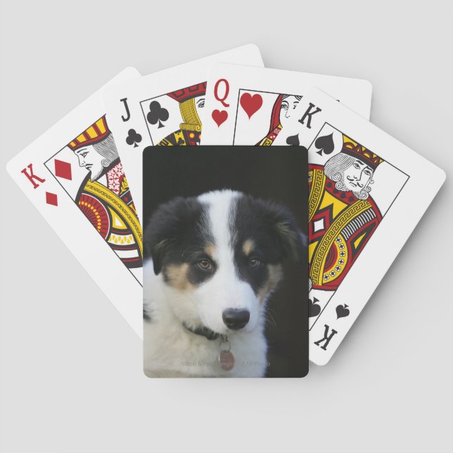 12 Wochen altes Grenz-Collie-Welpe Spielkarten (Rückseite)